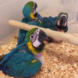 Available Parrots And Fertile Parrots Eggs