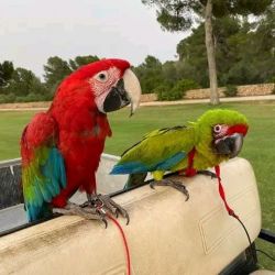 Greenwing Macaws