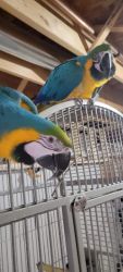 2 blue and yellow macaw for sell