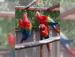 Beautiful Scarlet Macaws. Contact; xxx-xxx-xxxx