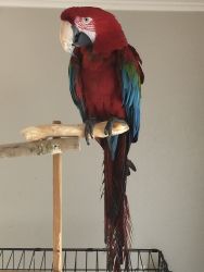 Beautiful & funny, 22 yr old Green Wing Macaw