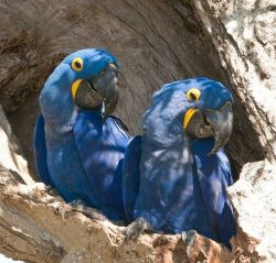 18 Months Old Hyacinth Macaw Parrots