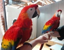 Beautiful and Talking Scarlet Macaw