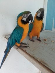 Sweet Pair Blue and Gold Macaw