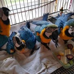 Blue And Gold Macaws: Text only xxx-xxx-xxxx