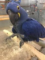 Helping x Hyacinth macaw babies