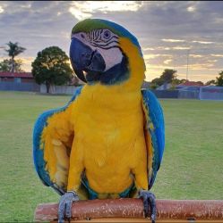 Blue and gold macaw,macaw,scarlet macaw,blue and gold macaw near me