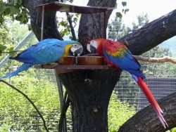 Beautiful Macaw parrots for sale