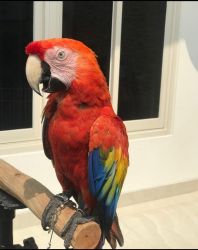 Scarlet macaw,Scarlet macaw for sale,Scarlet macaw near me
