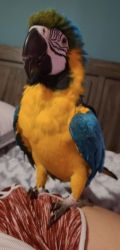 Gold and blue male macaw