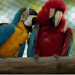 Gorgeous Macaw parrots for sale