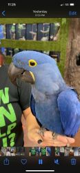 Cute Hyacinth Macaw parrots