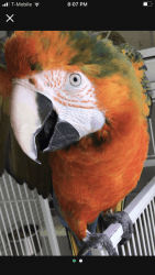 Catalina macaw 3yrs