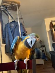 Blue Macaw for sale