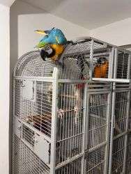 Blue & Gold macaw babies