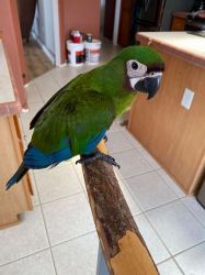 Beautiful Baby Severe Macaw (Male) Fully Flighted