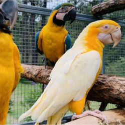 Lovely Macaw parrots for sale