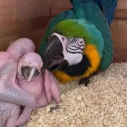 Healthy Macaws for sale
