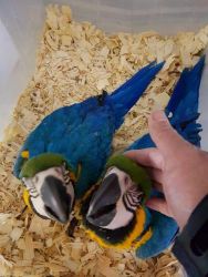 Tamed super friendly Blue and Gold Macaws