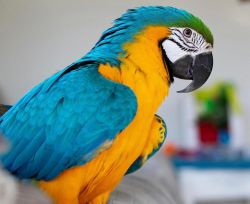 Macaw Porrot For Sale