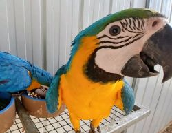 Adorable macaw parrot
