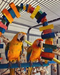 Hybrid Macaws Parrots