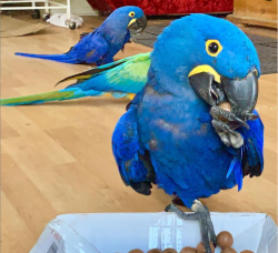 Hand Raised Hyacinth Macaw Parrots And Fertile Eggs