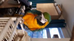Bonded Pair Of Blue & Gold Macaw