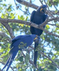Bonded Pair Hyacinth Macaw Parrots For sale