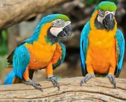 Adorable Blue and Gold Macaw Parrots