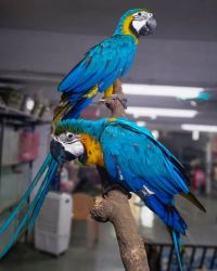 Blue and Gold Macaws Text or WhatsApp at.... +1(5xx) xx4-36xx