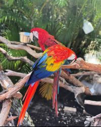 Green Wing Macaw Text or WhatsApp at.... +1(5xx) xx4-36xx