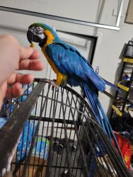 Blue and gold maccaw