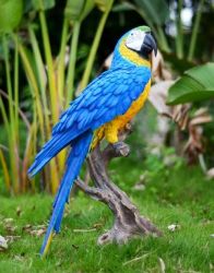 macaws red front and blue and gold