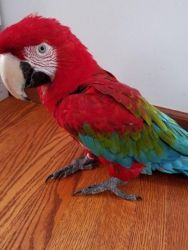 Super Tame Green Wing Macaw Parrots