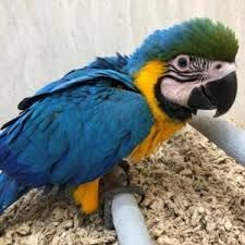 Blue & Gold macaws now