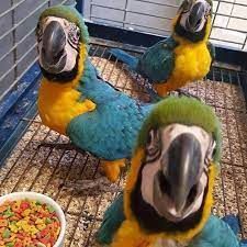Adorable Fearless Home Train Male And Female Blue And Gold Macaws Bird