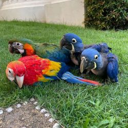 RED AND GREEN HYACINTH MACAW PARROTS FOR SALE.