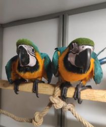 Hand reared Macaw Parrots