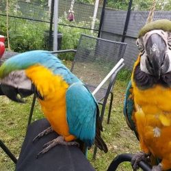 BLUE AND GOLD MACAW PARROTS FOR SALE. (Male and Female Available)