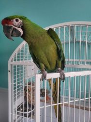 Military macaw looking for a home
