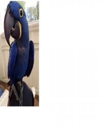 Home Trained Talking Blue Hyacinth Macaw parrots ready to go