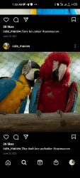 Beautiful Macaw parrots for sale