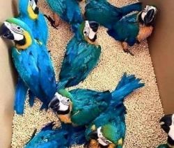 Macaw birds available rehoming
