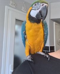 Very friendly blue and gold Macaw for sale