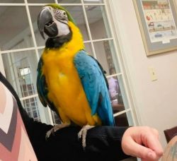 Macaw Parrot For Sale.