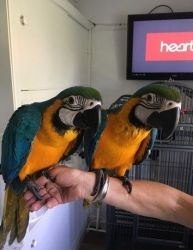 Blue and Gold Macaw parrots for rehoming