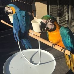 adorable blue and gold macaws