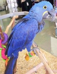 2 Hyacinth Macaw Parrots Babies
