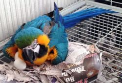 Cuddling X Blue & Gold Macaws